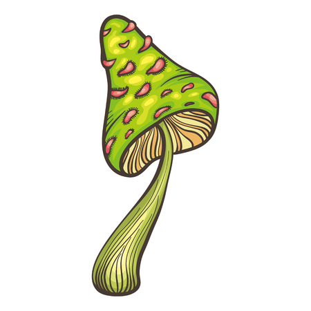 Greem and pink amanita. Vector illustration with line art  toadstool mushroom on white background.のイラスト素材