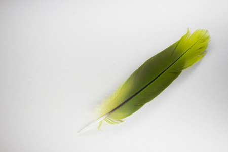 one green parrot feather on white backgroundの写真素材