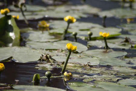 beautiful big lake with many yellow water lilyの写真素材