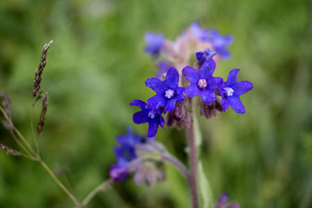 macro photo of cute beautiful bright blue forest flowers summerの写真素材