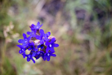 macro photo of cute beautiful bright blue forest flowers summerの写真素材