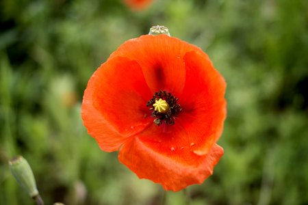 beautiful red macro poppy in the green field Russiaの写真素材