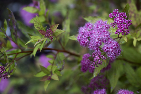 wonderful violet little flower bush blossom macroの写真素材