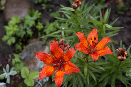 Bright orange the most beautiful lilly after rain in the gardenの写真素材