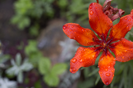Bright orange the most beautiful lilly after rain in the morningの写真素材
