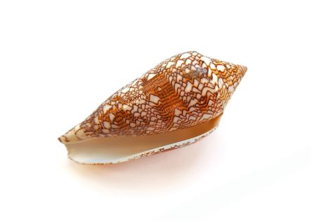 Orange sea shellの写真素材