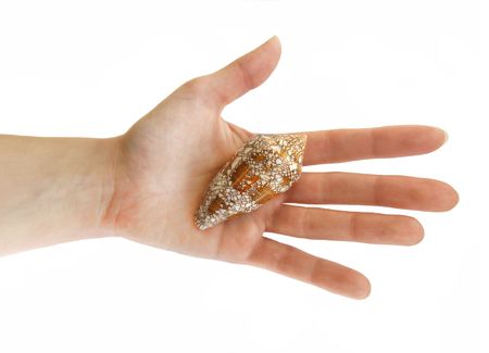 Palm and sea shellの写真素材