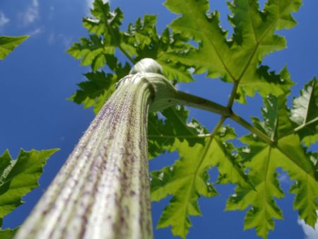 Grassy Viewの写真素材