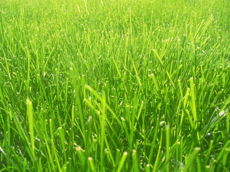 Green grass background. Fresh grass under solar beams.の写真素材