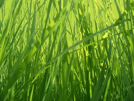 Green grass backgroundの写真素材
