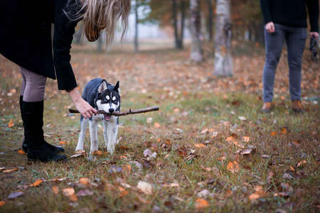 pet owners with siberian husky and beagle dogs have a nice time in the city park on an autumn morningの写真素材