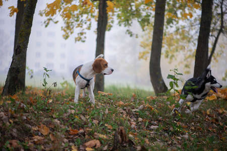 Two happy dogs-beagle and siberian husky running and playing in autumn parkの写真素材
