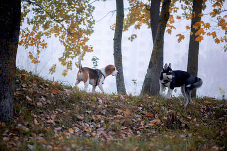 Two happy dogs-beagle and siberian husky running and playing in autumn parkの写真素材
