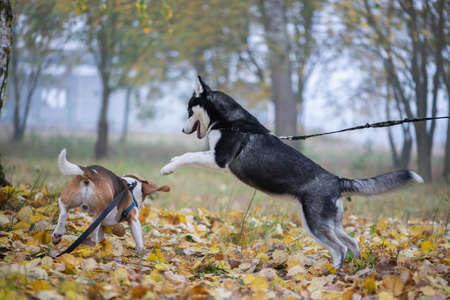 Two happy dogs-beagle and siberian husky running and playing in autumn parkの写真素材
