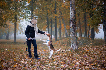 Young woman with happy beagle dog walking and playing in autumn leavesの写真素材