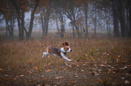 Happy funny beagle dog running in autumn meadow or parkの写真素材