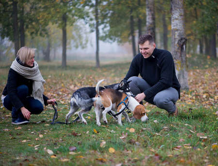 pet owners with siberian husky and beagle dogs have a nice time in the city park on an autumn...