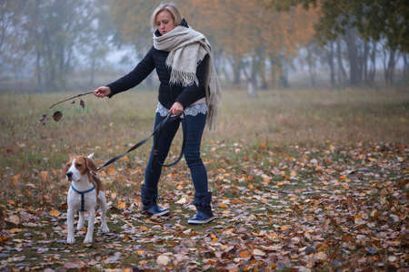 Young woman with happy beagle dog walking and playing in autumn leavesの写真素材