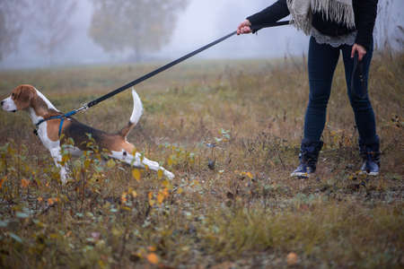 Young woman with happy beagle dog walking and playing in autumn leavesの写真素材