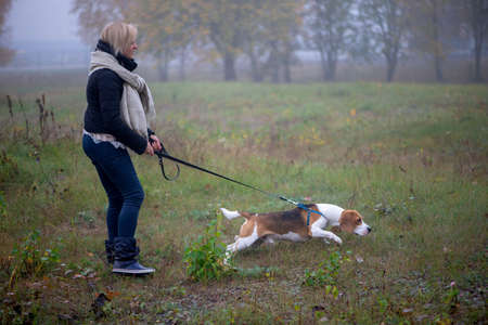 Young woman with happy beagle dog walking and playing in autumn leavesの写真素材
