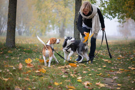 Young woman pet owner with two dogs playing in autumn leavesの写真素材