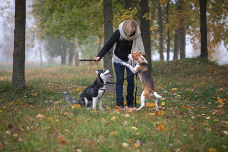 Young woman pet owner with two dogs playing in autumn leavesの写真素材