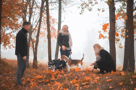 pet owners with siberian husky and beagle dogs have a nice time in the city park on an autumn morningの写真素材