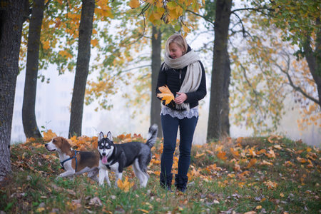 Young woman pet owner with two dogs playing in autumn leavesの写真素材
