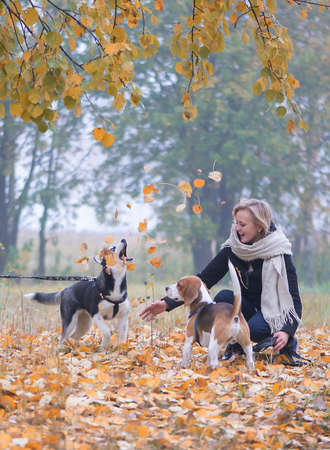 Young woman pet owner with two dogs playing in autumn leavesの写真素材