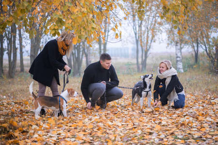 pet owners with siberian husky and beagle dogs have a nice time in the city park on an autumn morningの写真素材