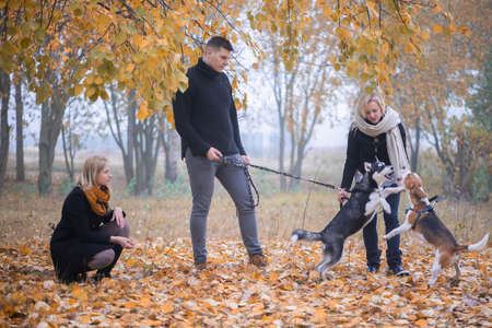 pet owners with siberian husky and beagle dogs have a nice time in the city park on an autumn morningの写真素材