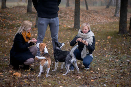 pet owners with siberian husky and beagle dogs have a nice time in the city park on an autumn morningの写真素材