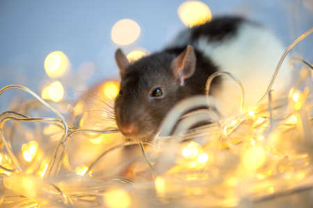 Close-up of ratの写真素材