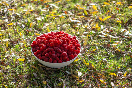 Fresh raspberries in a white bowl on the background of a green grass and autumn leavesの写真素材