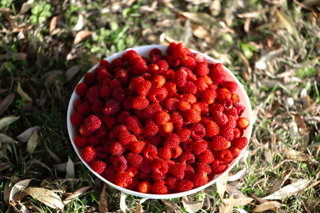 Fresh raspberries in a white bowl on the background of a green grass and autumn leavesの写真素材