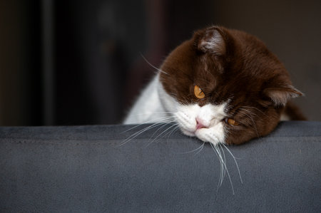A very sad British shorthair cat on the back of a chairの写真素材