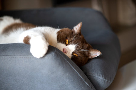 Cute british shorthair cat with orange yellow eyes is laying down on blue gray chair and looking at cameraの写真素材