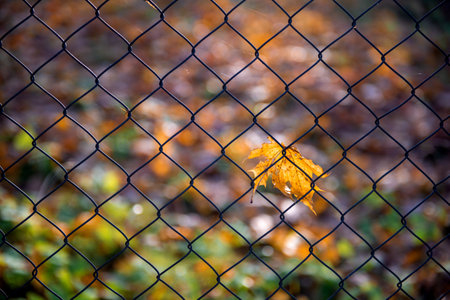 yellow maple leaf on the metallic fence in autumn season, autumn leaves and autumn colorsの写真素材