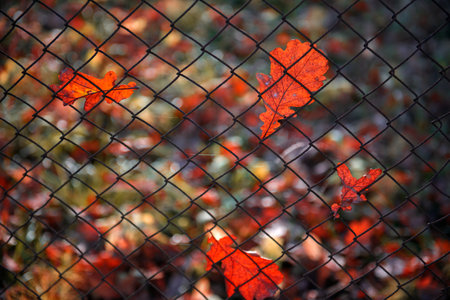 red autumn leaves hanging on the metallic fenceの写真素材