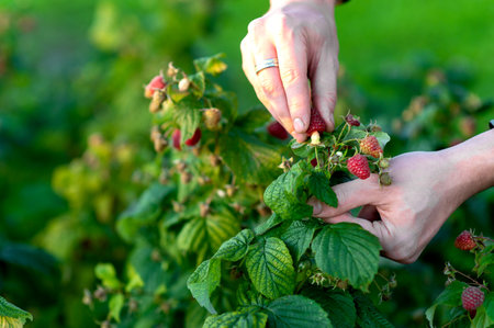 Close-up of hands picking garden raspberries, ripe fresh berry on branch close up.の写真素材