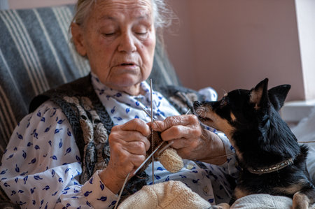 A senior woman with a little dog on her lap sits by the window and knits a warm sockの写真素材