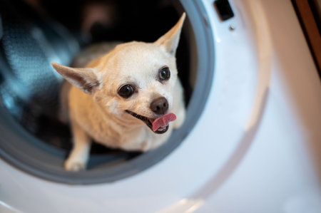 A white Chihuahua dog sits in a washing machine with an open door and looks to the side. Filming of a dog inside a metal drum of a washing machine.の写真素材