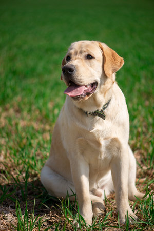 Active, smile and happy purebred labrador retriever dog outdoors in grass park on sunny summer day.の写真素材