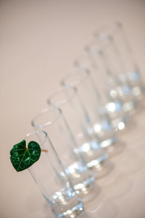 Green leaf in glass  on grey background.Concept of minimalism and depth of fieldの写真素材