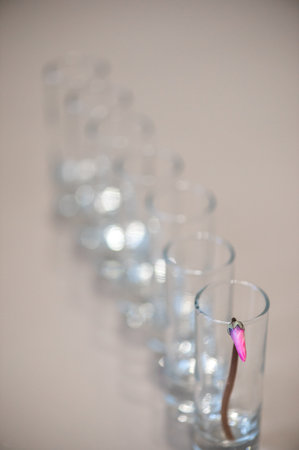 Purple flower bud in a glass on a gray background, the concept of clean minimalism and depth of...