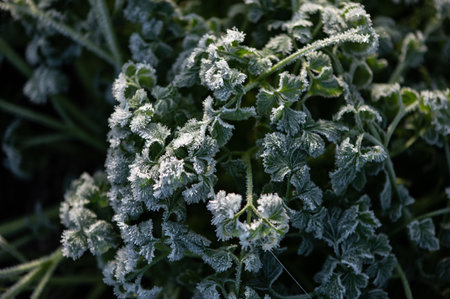 The first autumn frosts in the garden. Plants are frozen with morning frost.