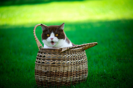 Smiling british shorthair cat sitting in a wicker basket on a background of green grassの写真素材