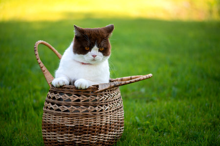British Shorthair is sitting in a wicker basket on a background of green grassの写真素材