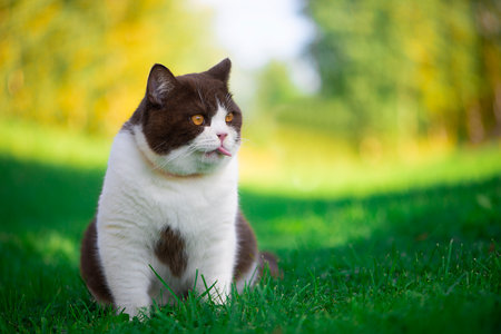 British Shorthair licks with a long tongue after tasting a delicious mealの写真素材
