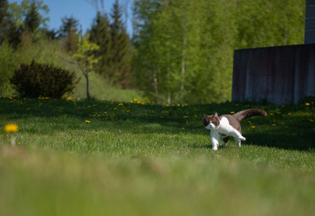 British shorthair  cat performs morning exercises in summer gardenの写真素材